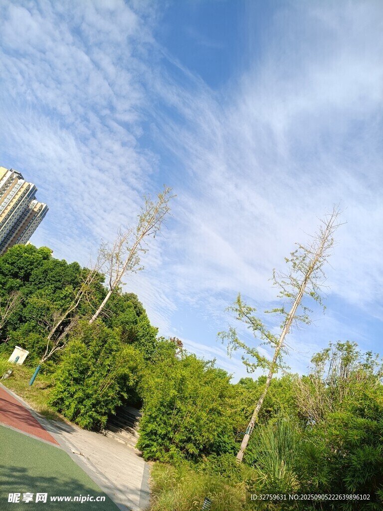 蓝天白云下的绿意步道