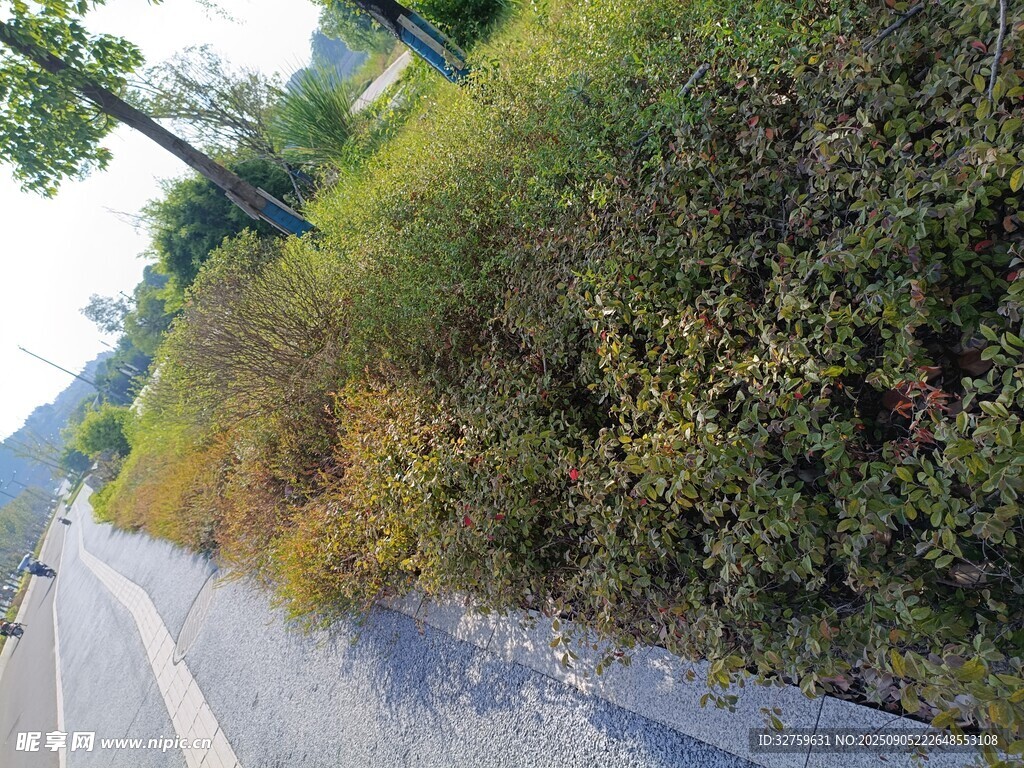 路边繁茂绿植与蜿蜒道路