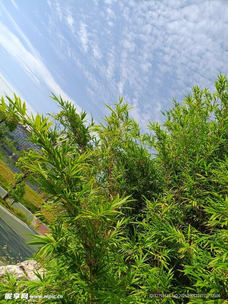 绿意盎然的繁茂植物景观