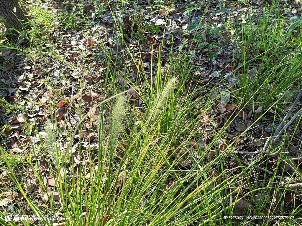 野外丛生的绿色植物