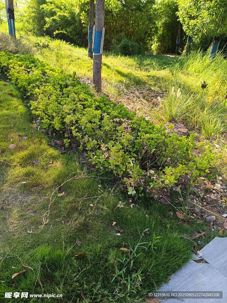 路边绿意盎然的绿植景观