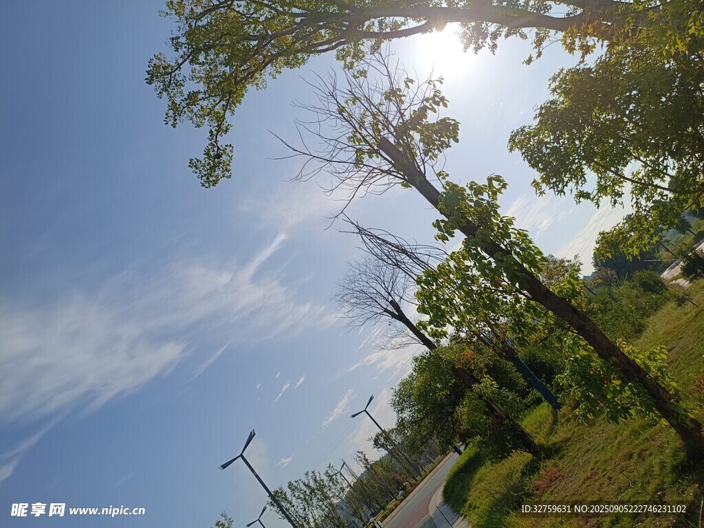 阳光照耀下的林间小路