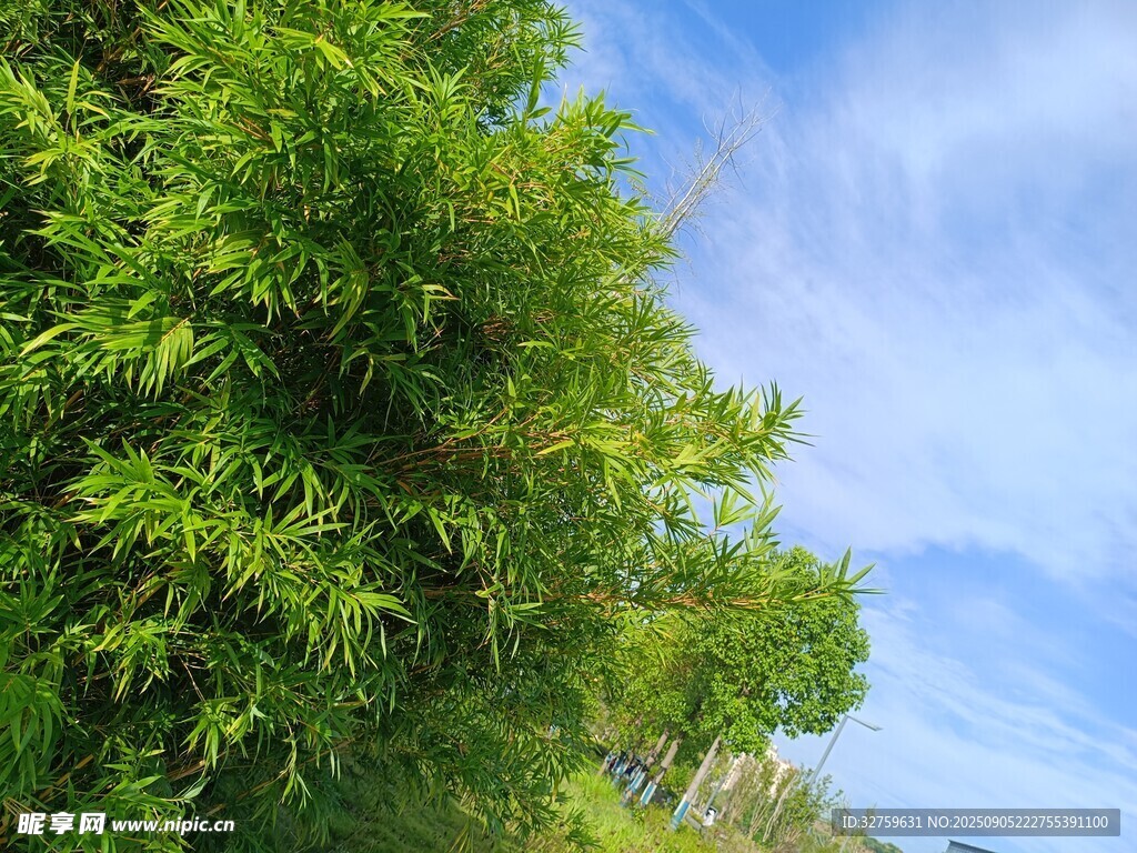 翠绿竹林与蓝天美景