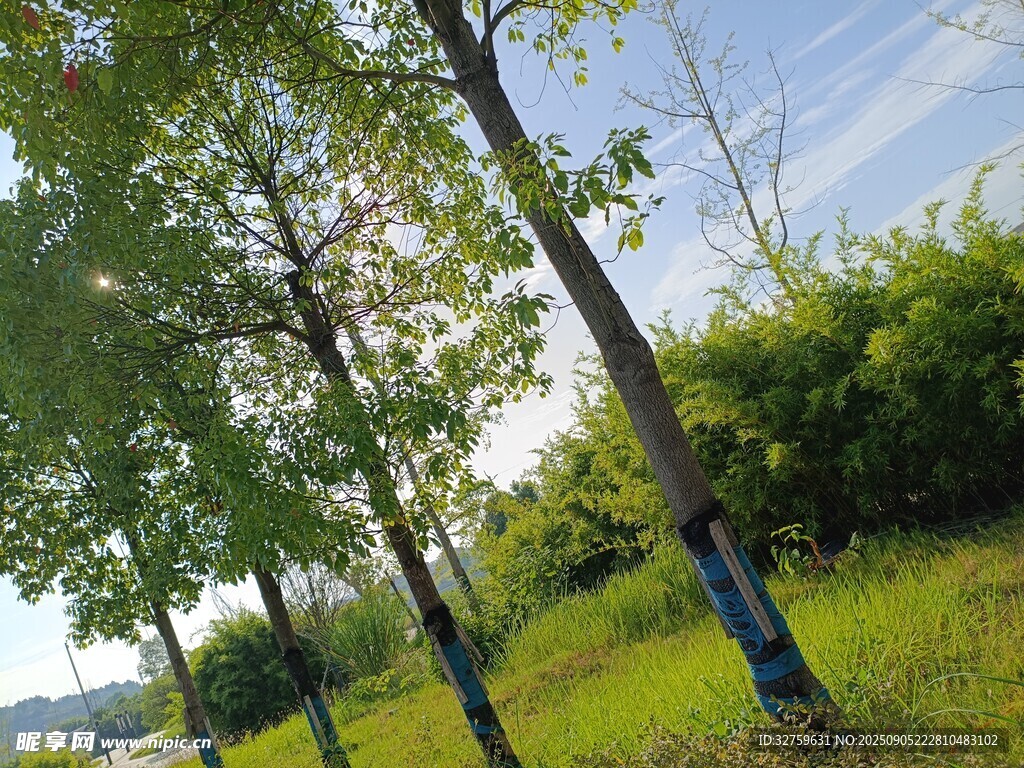 夏日林荫道 
