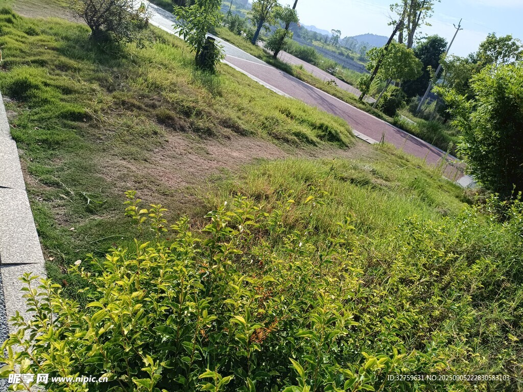 山坡绿植景观