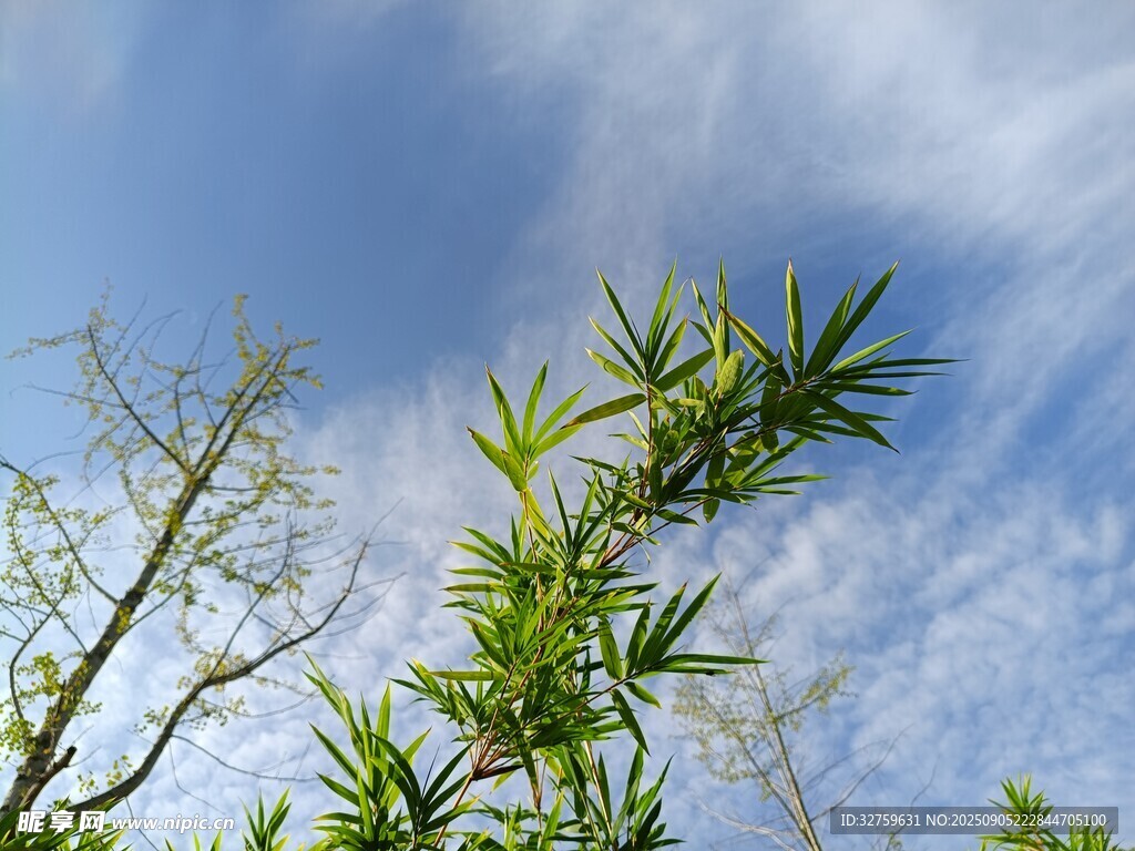 蓝天翠竹 