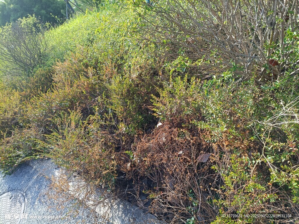 路边繁茂的野生植被