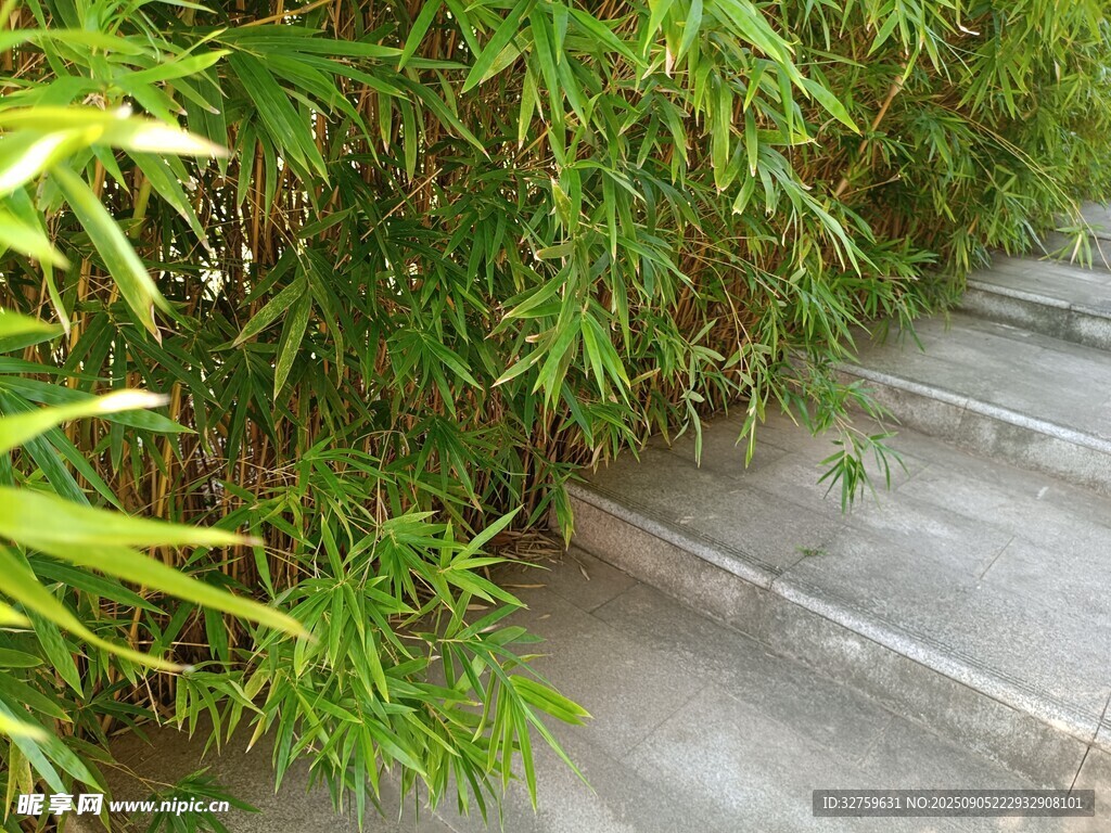 竹林中的石板小径