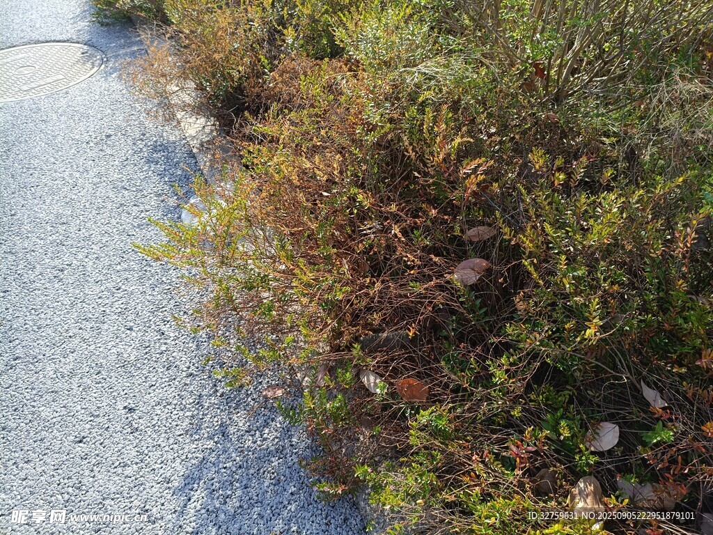 路边繁茂绿植景观