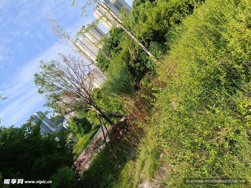 户外繁茂绿植景观