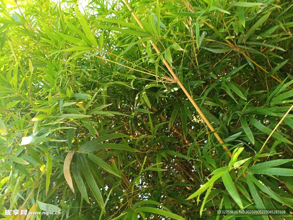 翠绿竹林间的清新景致