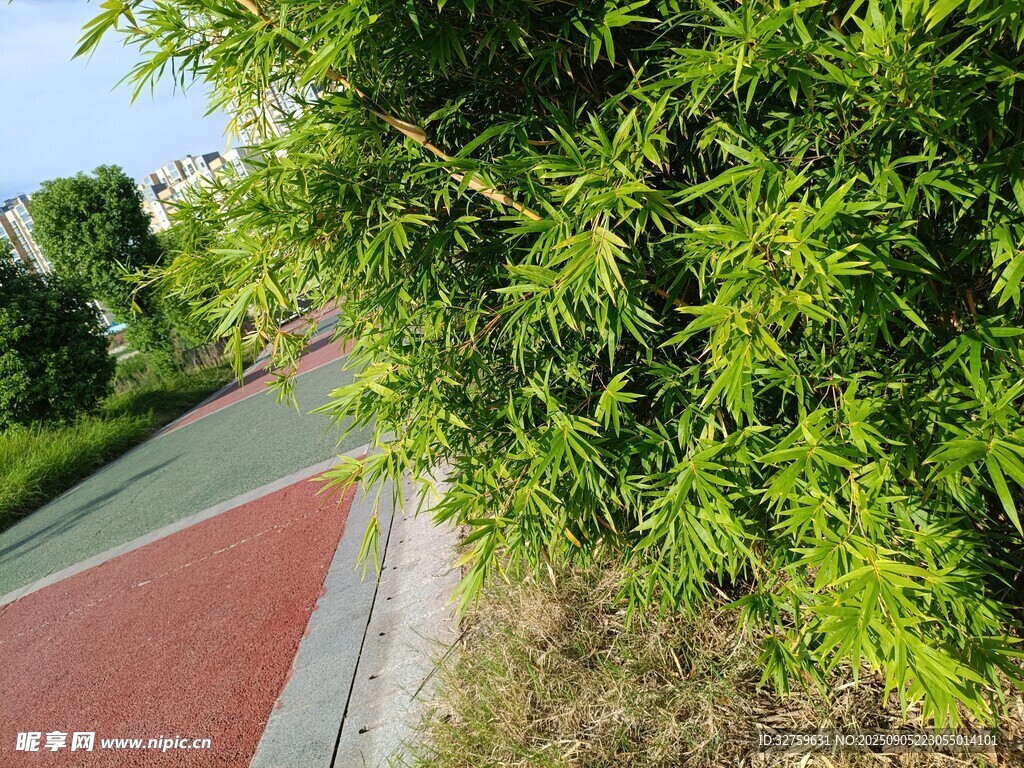 路边翠绿植物与彩色步道