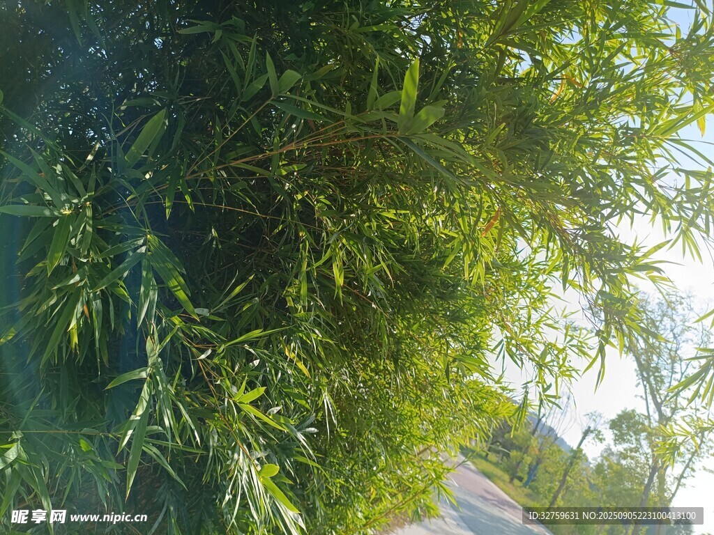 路边葱郁竹林景观