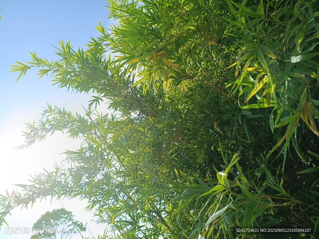 阳光下的翠绿竹林