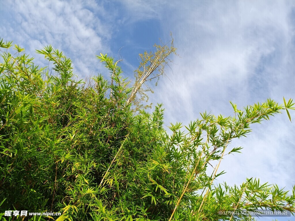 蓝天绿叶间的清新景致