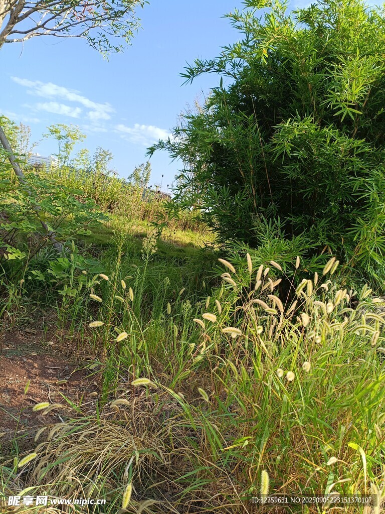 野外绿意盎然的自然景致