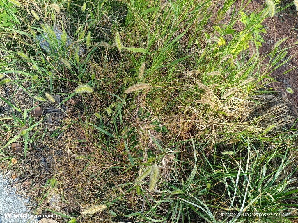 路边杂草特写