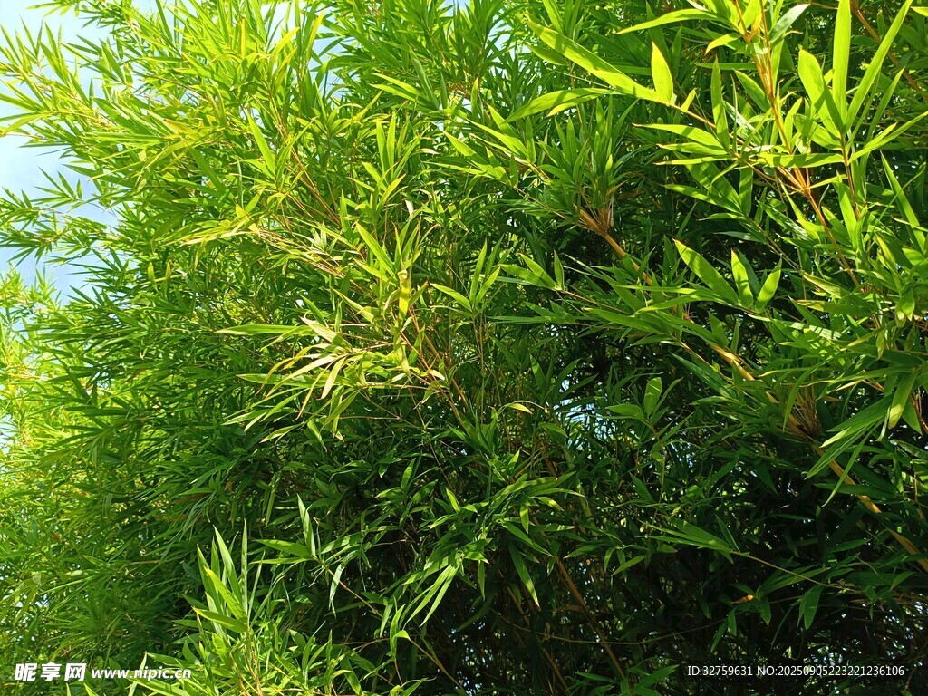 翠绿竹林美景