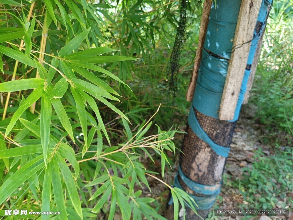 竹林中的蓝色绑带树木