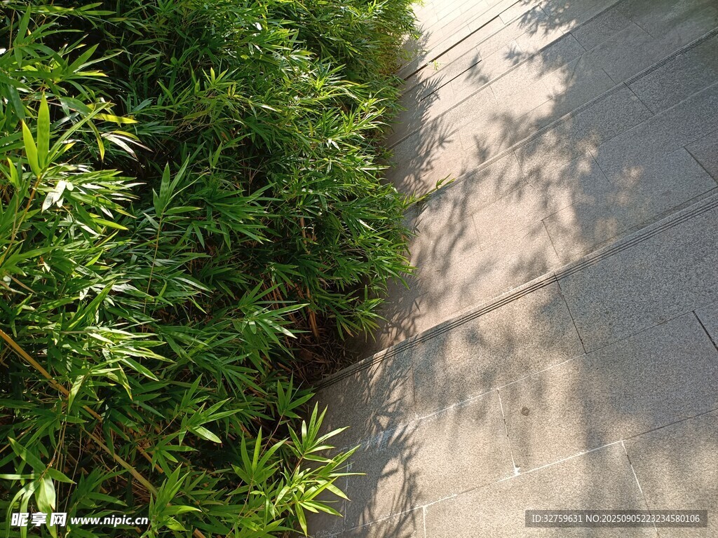 阳光洒落的绿植与步道