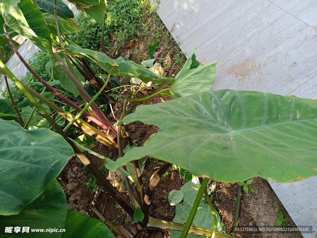 绿叶植物生长景象