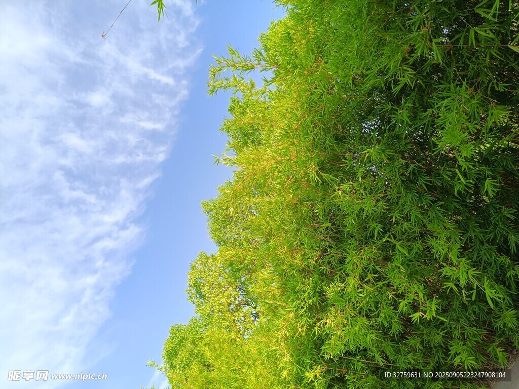 蓝天绿树间的清新景致