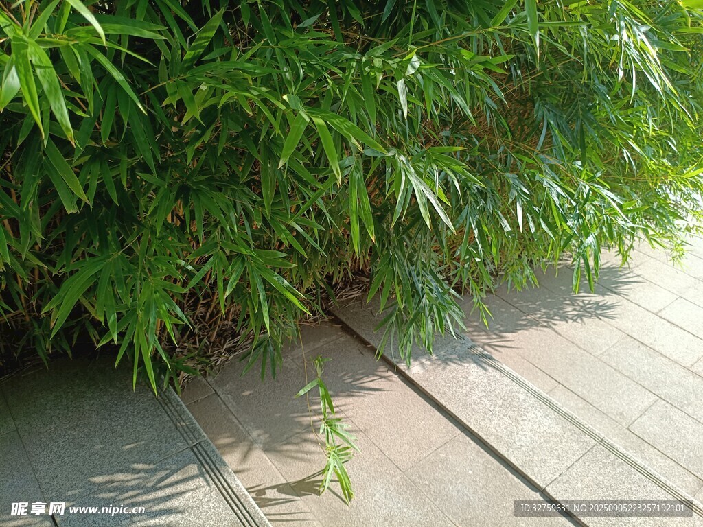 路边翠绿植物与石板路