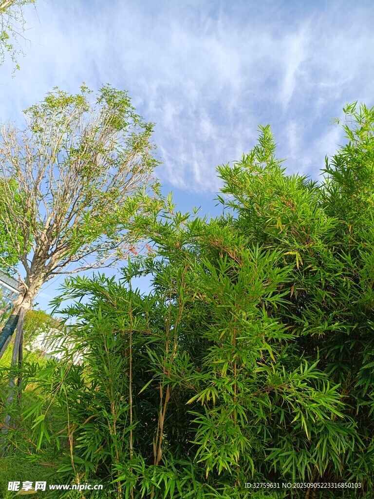 绿意盎然的户外植物景观