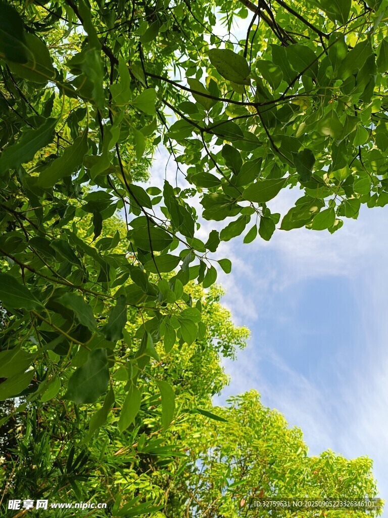 仰视翠绿枝叶与蓝天