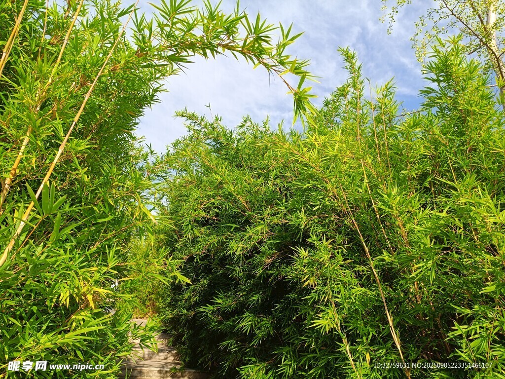 竹林小径 
