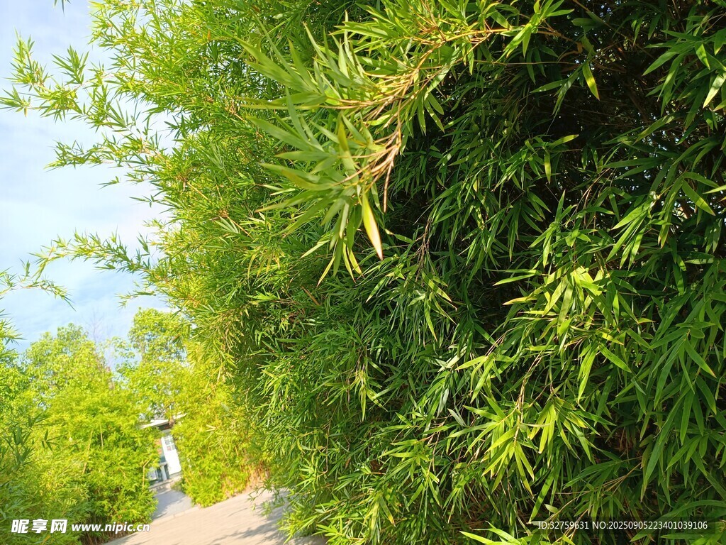 翠绿竹林间的清幽小径