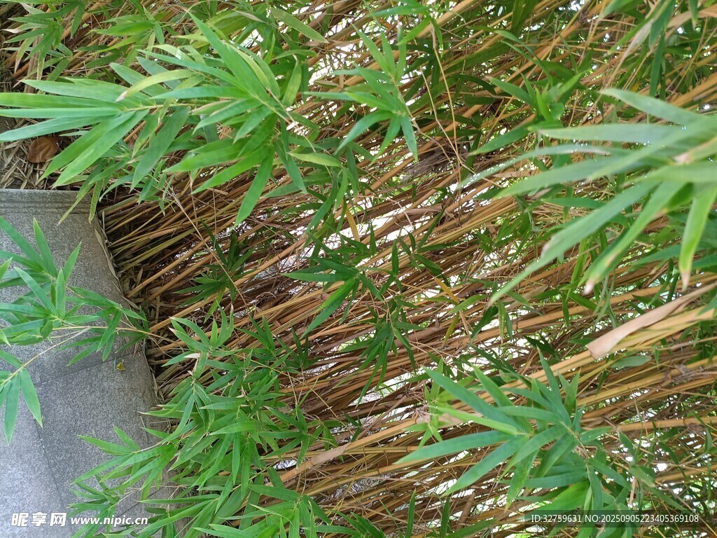 翠绿竹林景象