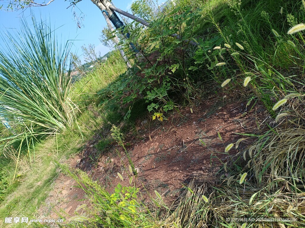 山坡绿植与裸露泥土场景