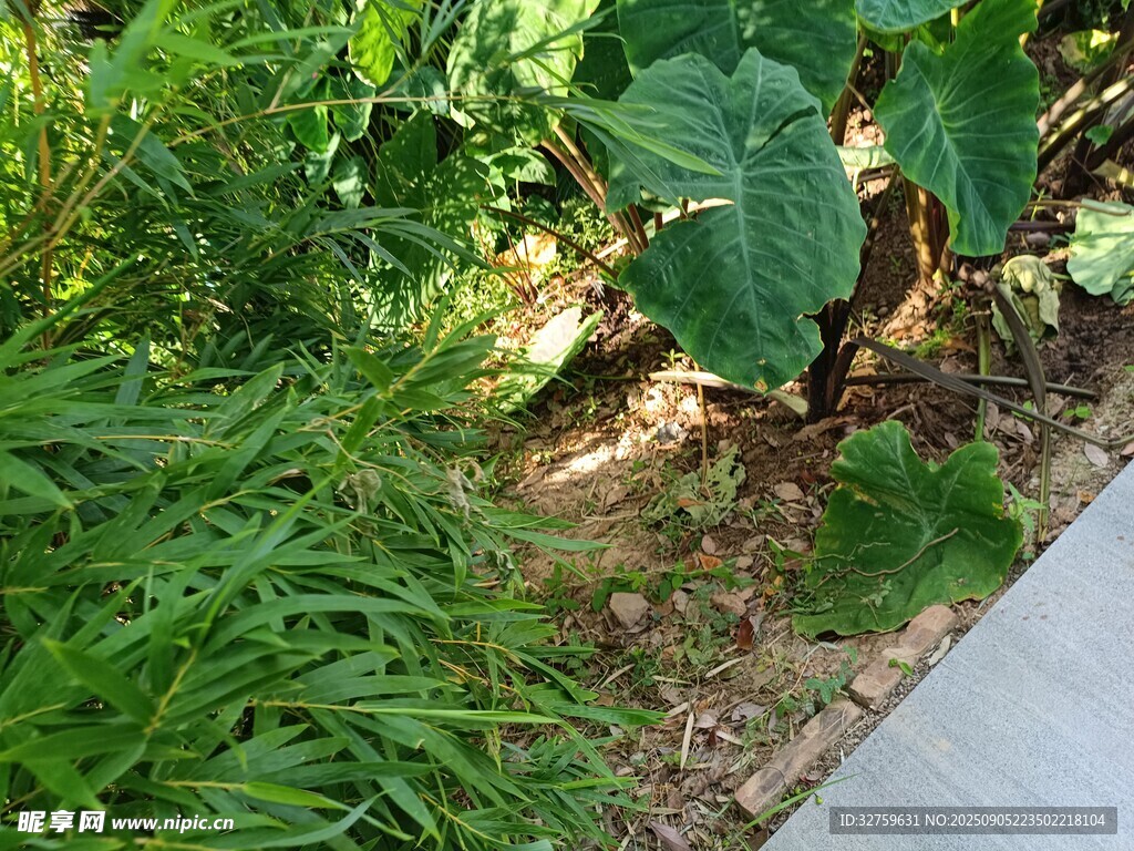 庭院中的绿植景观