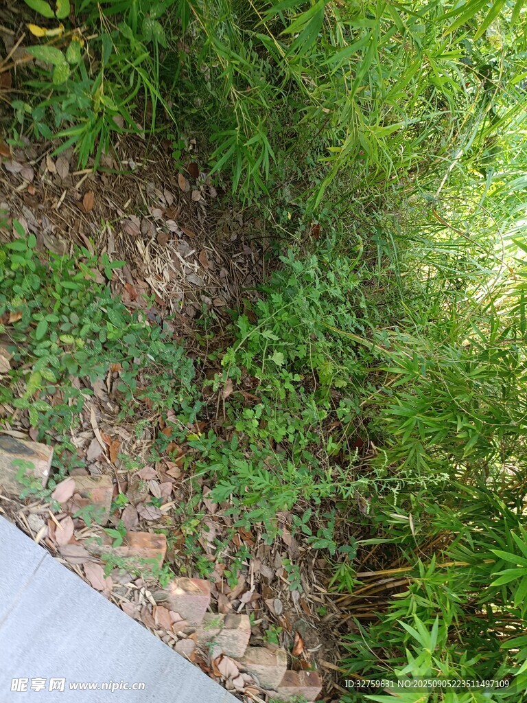 路边繁茂绿植景观