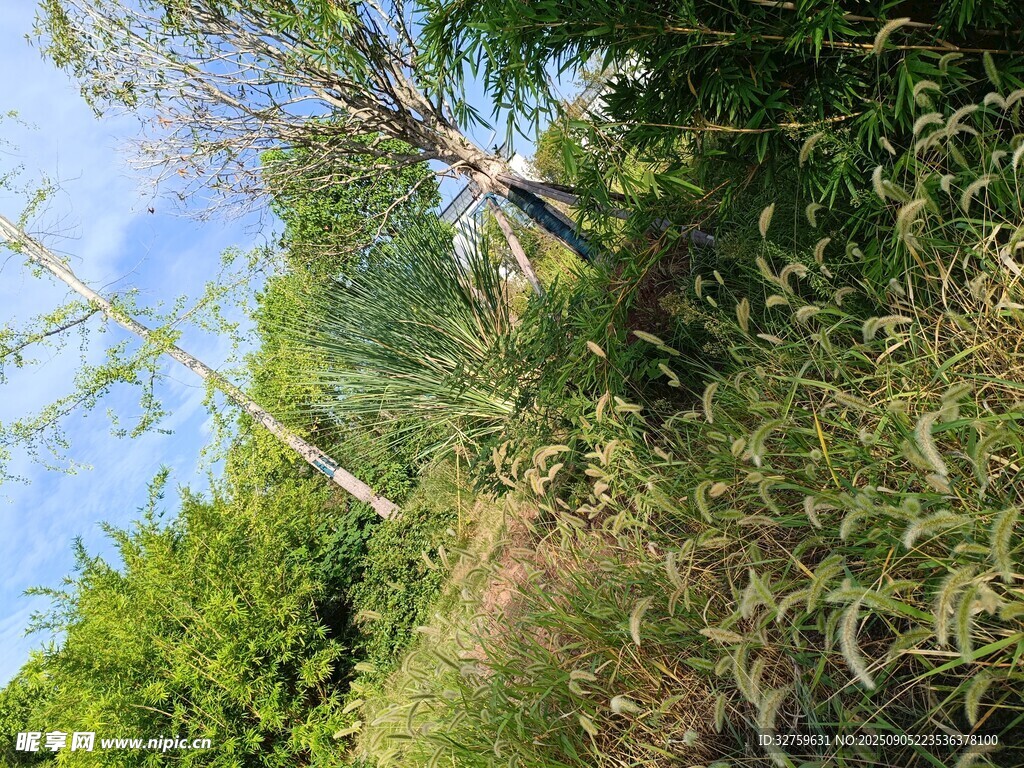 野外繁茂绿植景观