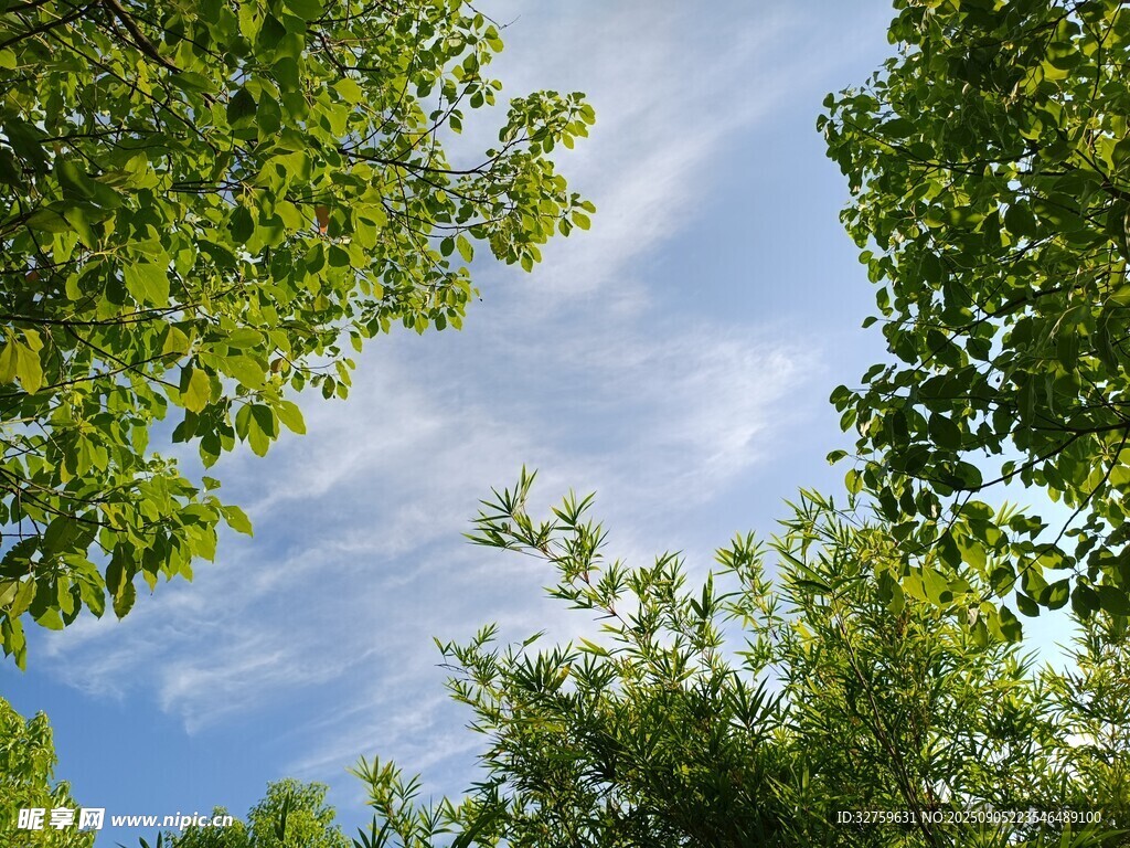 仰视绿树蓝天美景