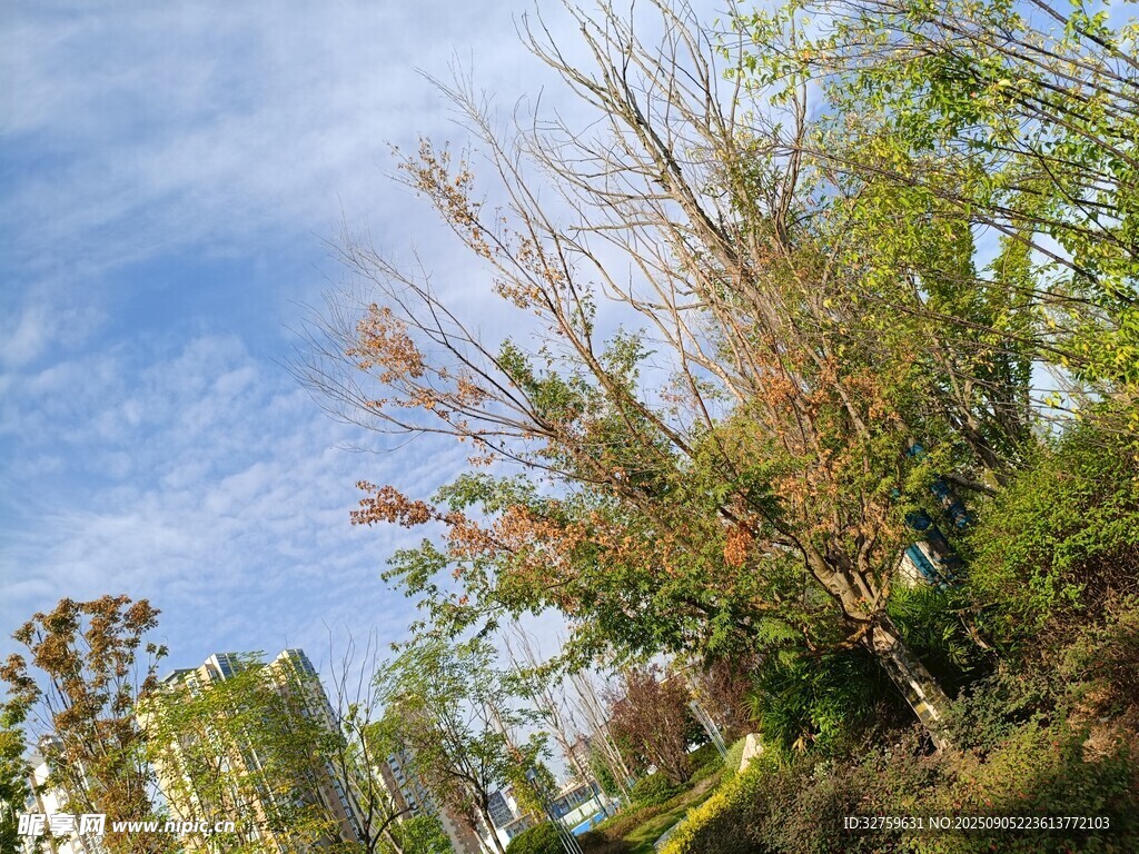 秋日蓝天旁的斑斓树木
