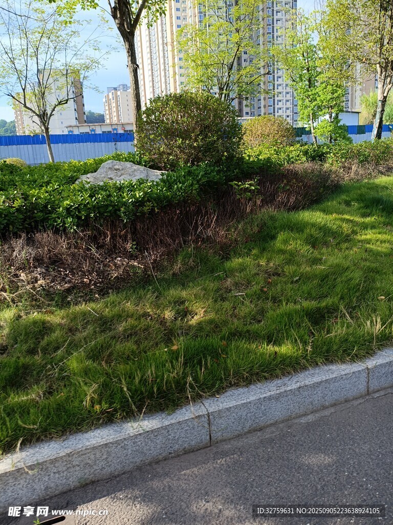 路边绿意盎然的景观植物