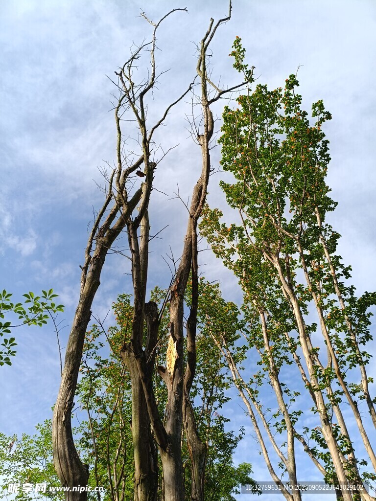枯树与绿树对比景象