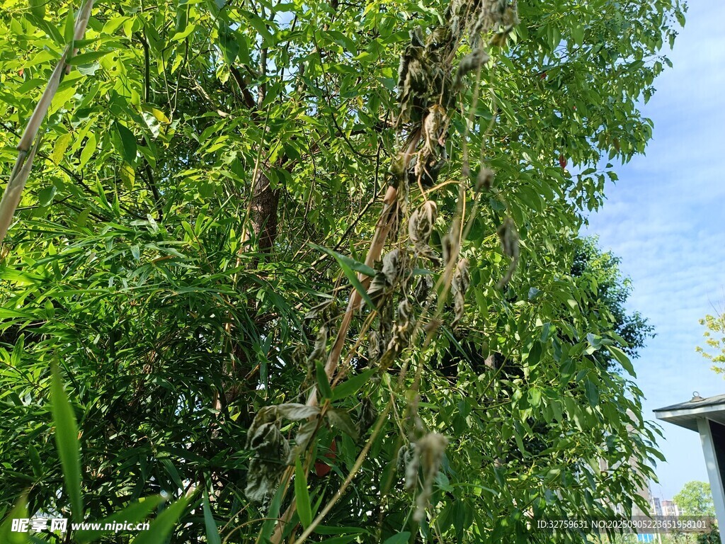 繁茂绿树 