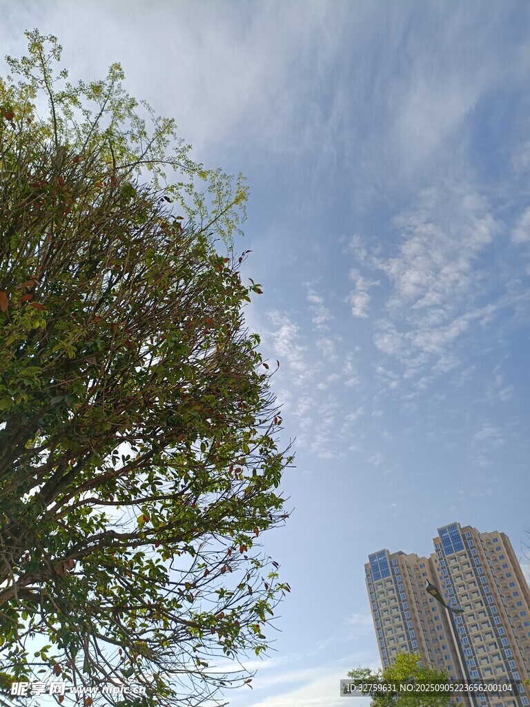绿树与高楼间的晴朗天空