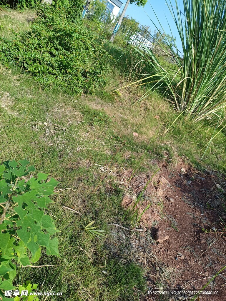 山坡绿植景观