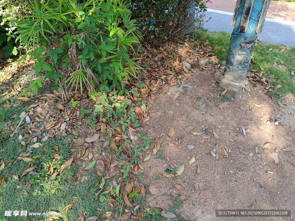 树下地面及周边绿植景象