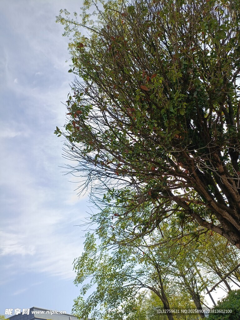 蓝天白云下的葱郁树木