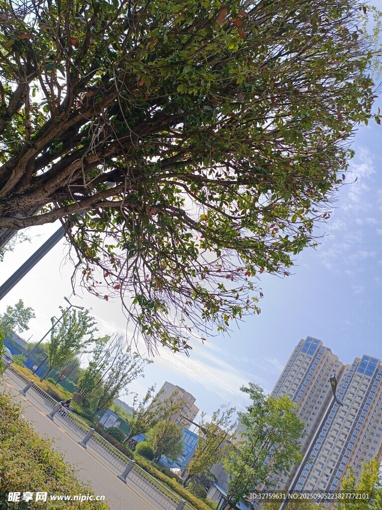 城市中高大树木与现代建筑