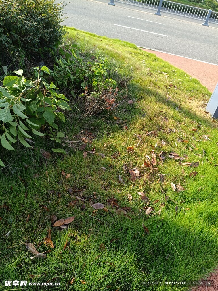 路边绿意盎然的草地景观