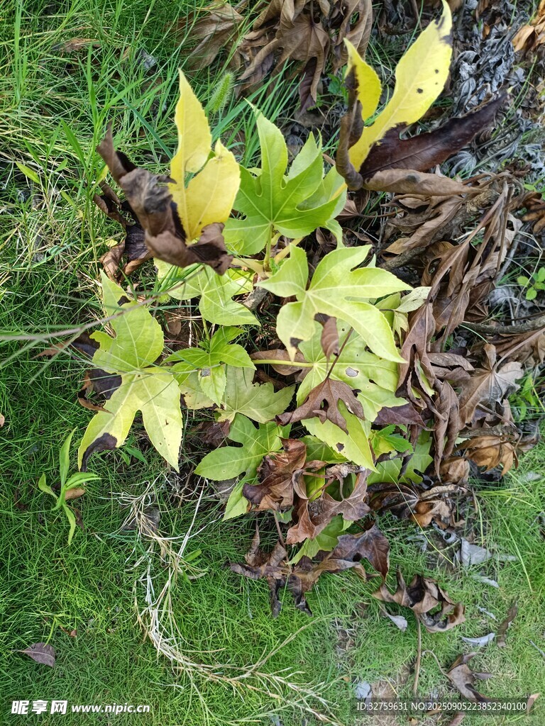 绿叶植物生长于草地间