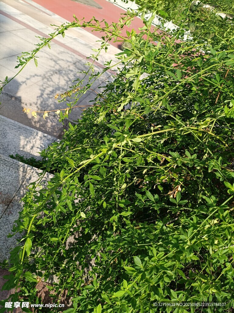 路边繁茂的绿色藤蔓植物