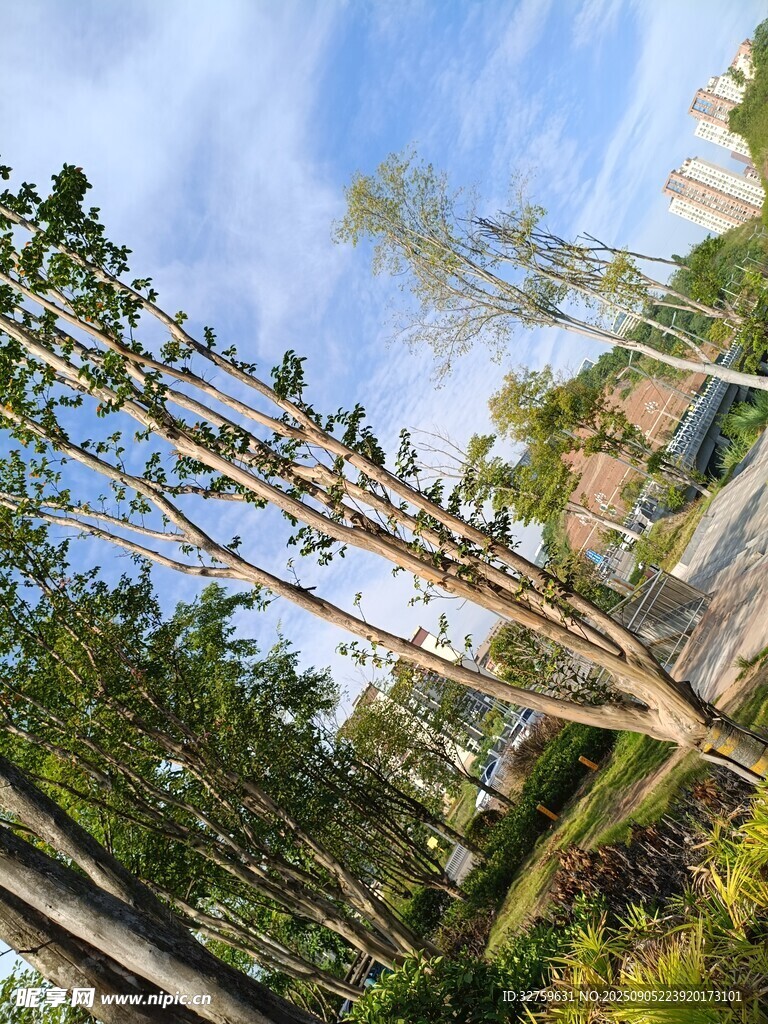 森林中的挺拔树木景观